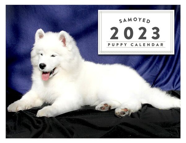 The front page of the Samoyed 2023 Puppy Calendar