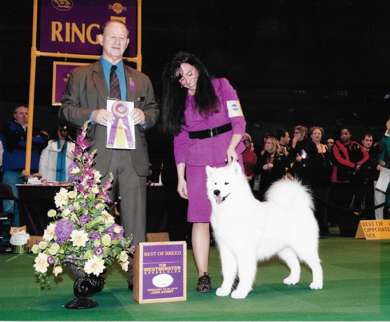 Samoyed winner for best of breed