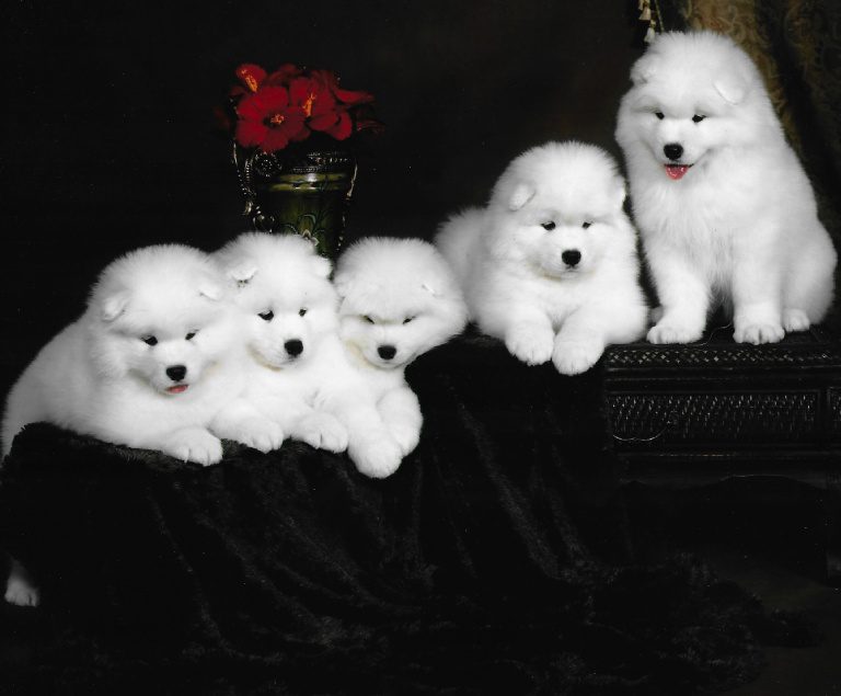 A pack of samoyed puppies