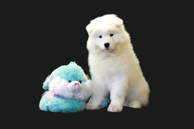 White magic fashion samoyed price