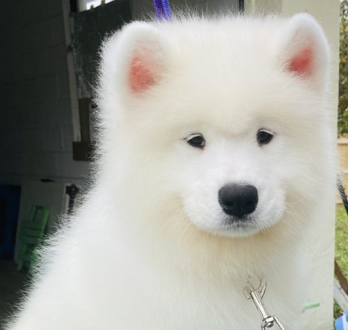Samoyed Puppy with belt around his neck