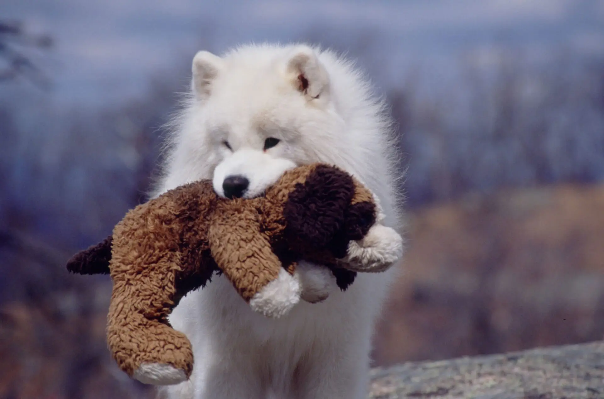 Shanticlaire and his teddy