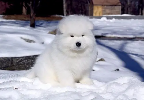 Adorable look as the puppy enjoys the snow