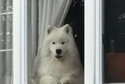 Bear is peeking out from the window