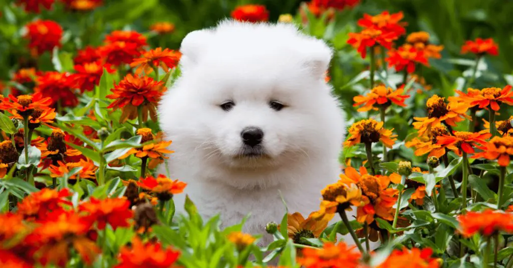 Samoyed Puppies, in the USA